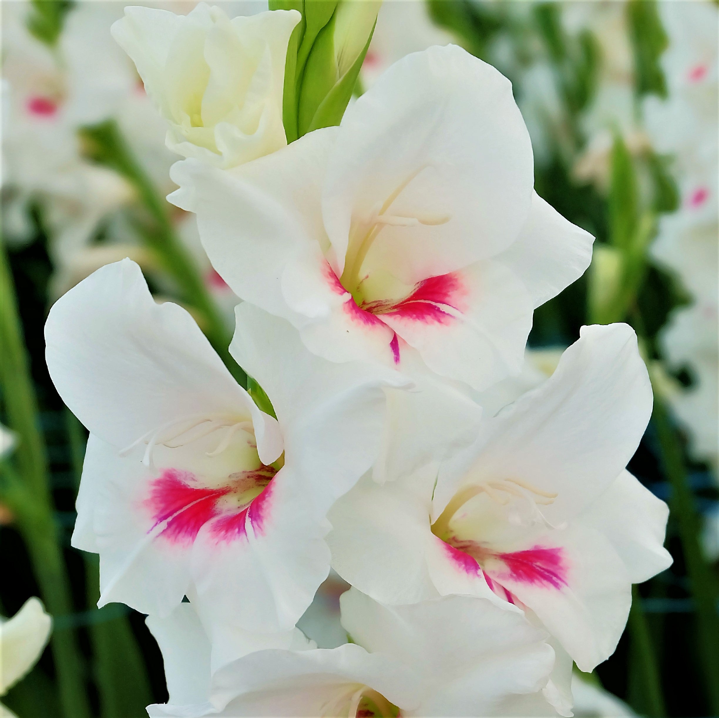 When To Plant Gladiolus Bulbs - Space them about 5 inches cut gladiolus ...