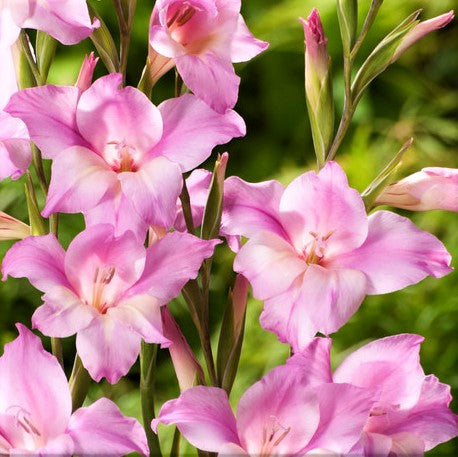 Cold Hardy Gladiolus Mix | Multi Colored Gladiola Mix – Easy To Grow Bulbs