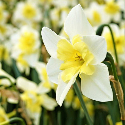 Narcissus Bella Estrella Bulbs | Split Cup Daffodil | Butterfly ...