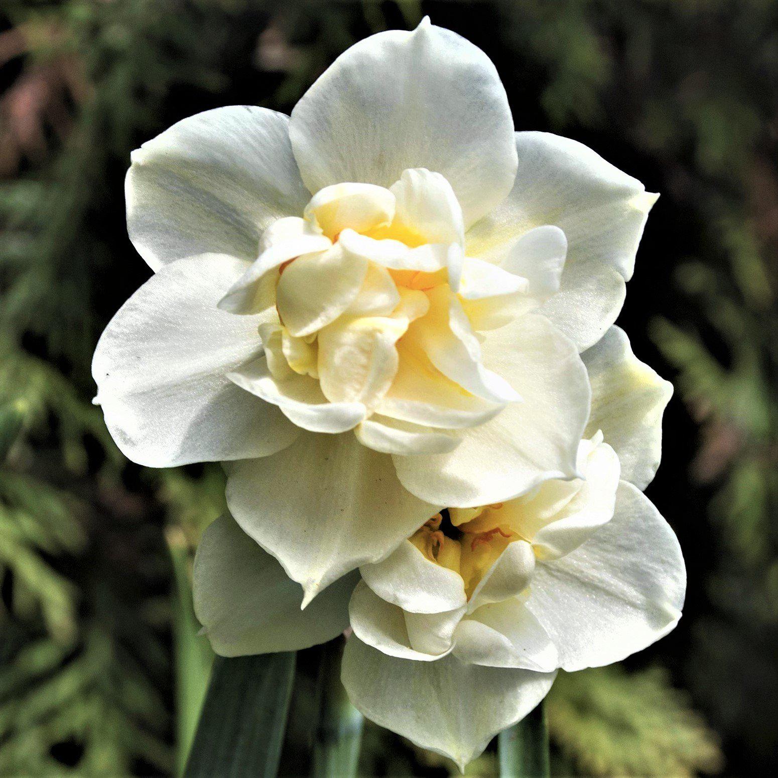 Scented Double Narcissus Bulbs for Sale Online | Erlicheer – Easy To Grow  Bulbs