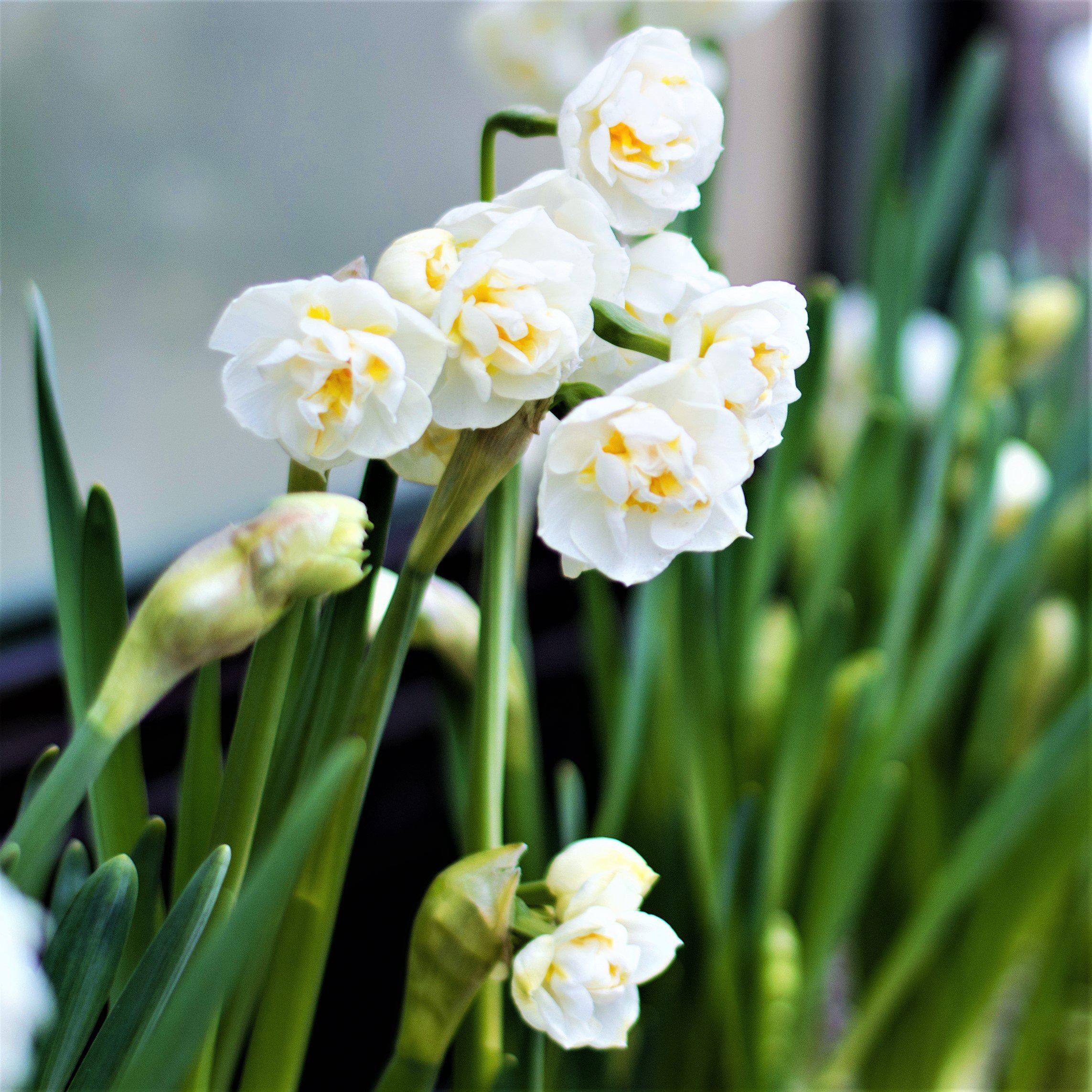 Scented Double Narcissus Bulbs for Sale Online | Erlicheer – Easy To Grow  Bulbs