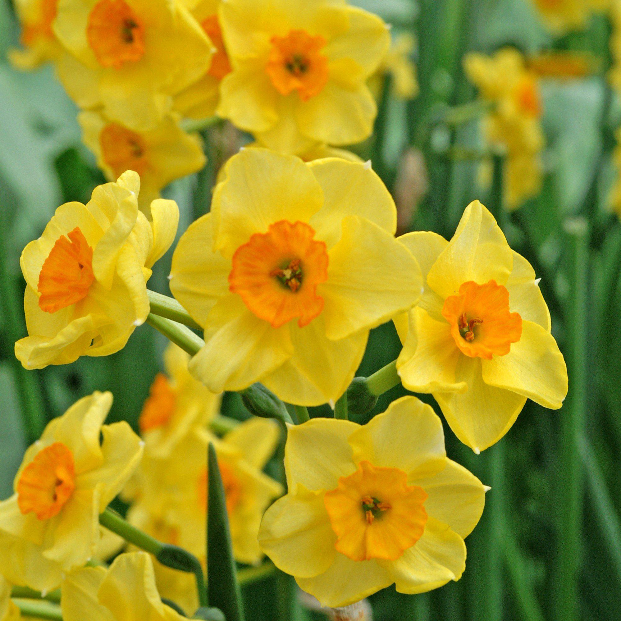 Narcissus Golden Dawn – Easy To Grow Bulbs