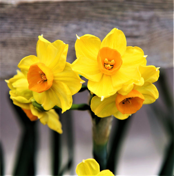 Mixed Narcissus Bulbs for Sale | Gulf Coast Daffodil Collection – Easy ...