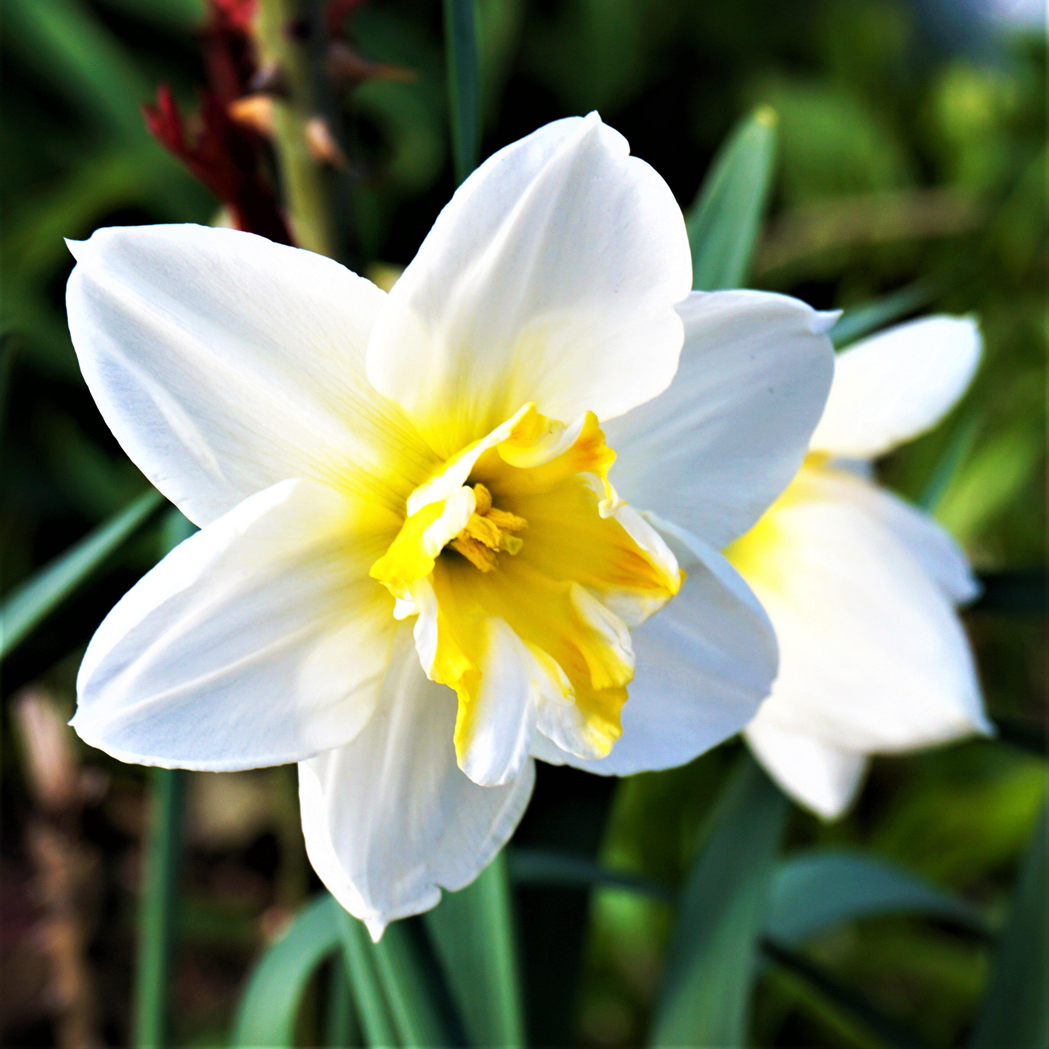 Top 98+ Wallpaper Picture Of A Narcissus Flower Excellent