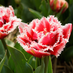 Tulip Brest (Fringed) – Easy To Grow Bulbs