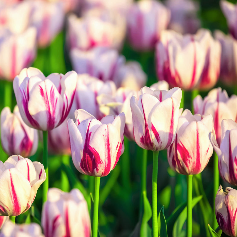 Tulip Flaming Kiss – Easy To Grow Bulbs