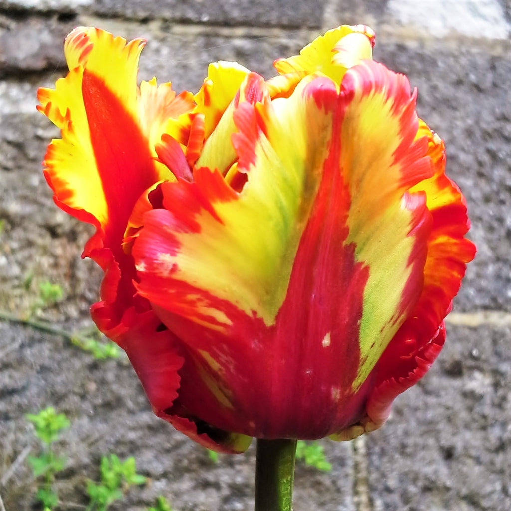 Buy Tulip Bulbs for Sale Online – Easy To Grow Bulbs