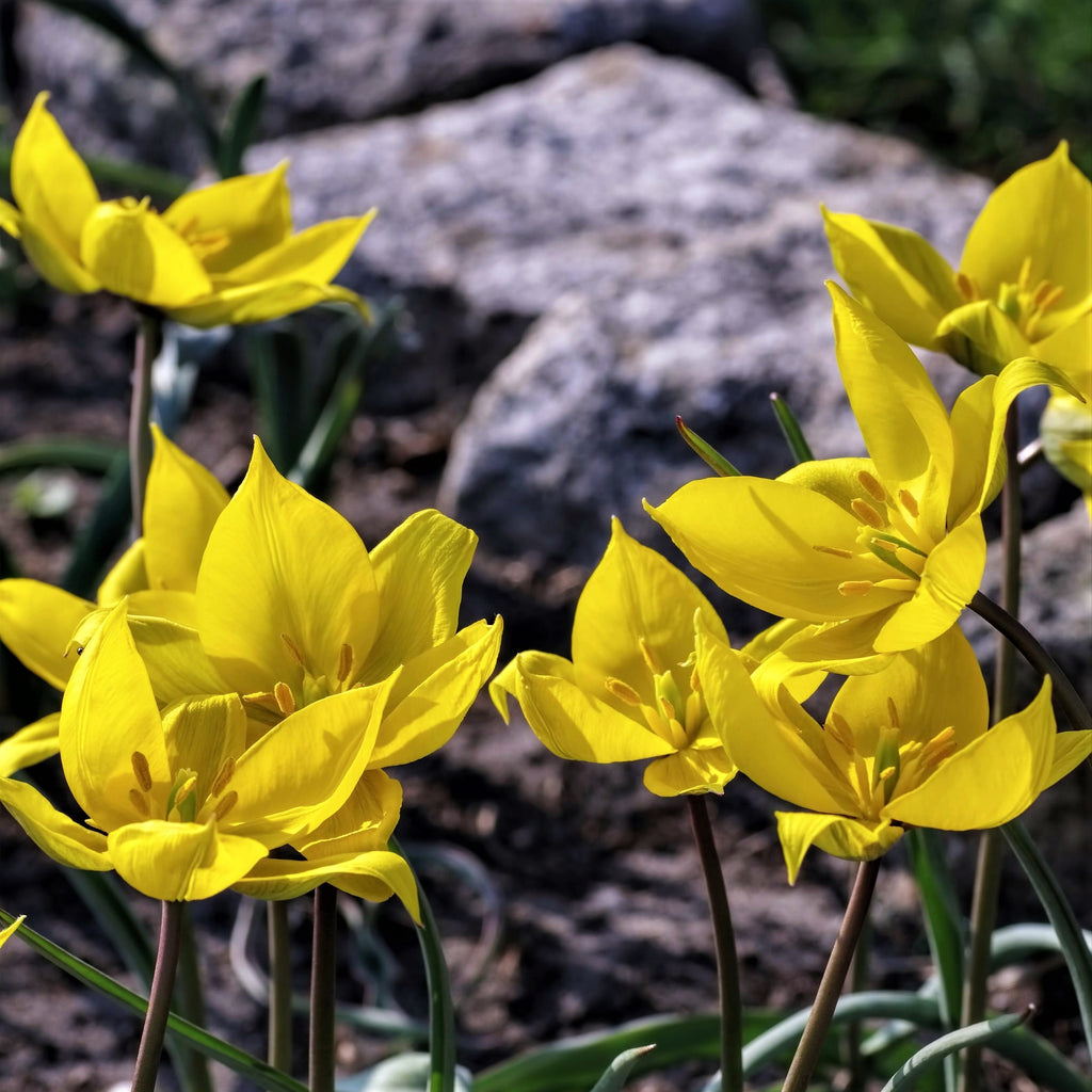 Тюльпан Лесной Tulipa Sylvestris