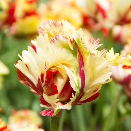 Bold Red & Yellow Tulip Bulbs for Sale Online | Flaming Fire Mix – Easy ...