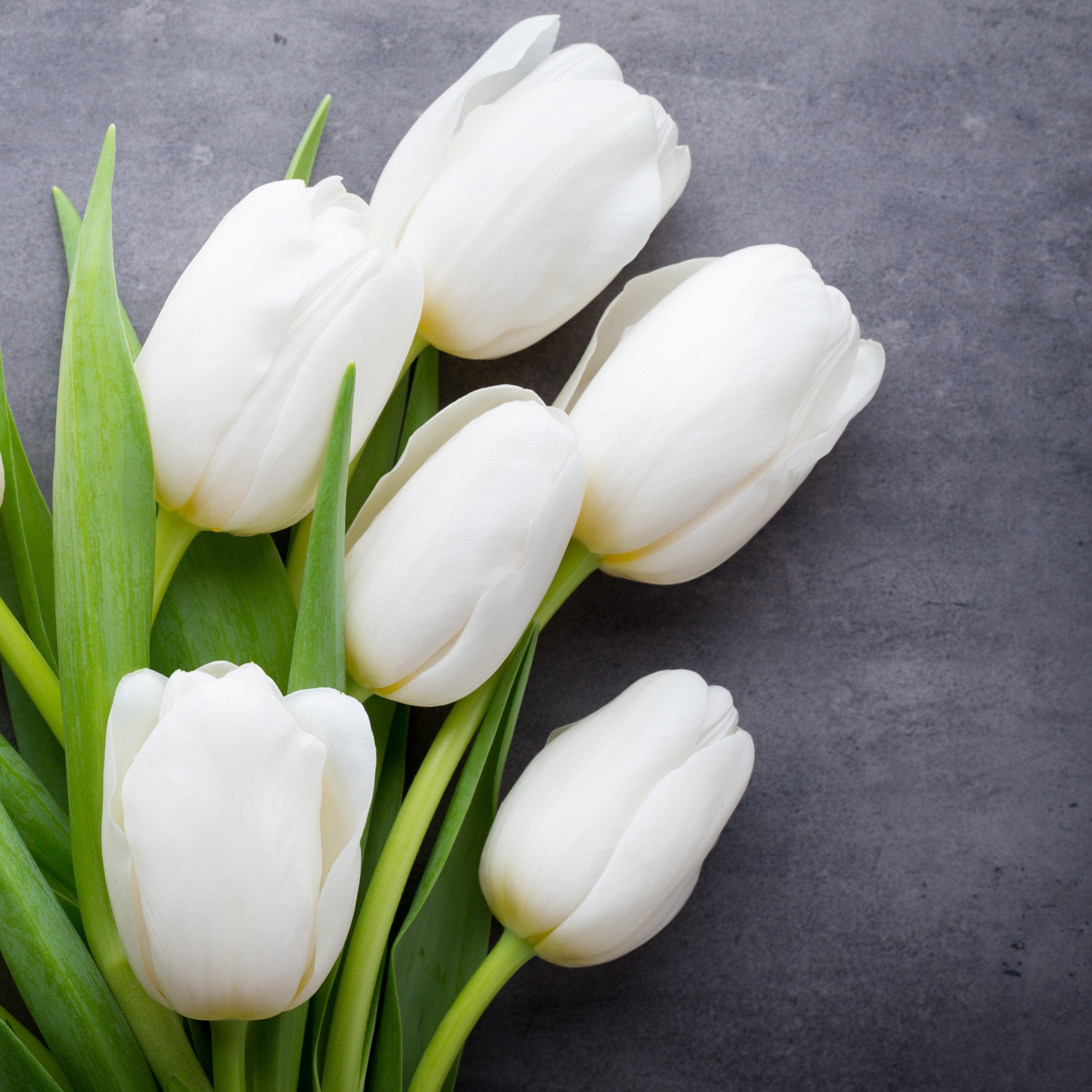 Белые тюльпаны фото на сером фоне