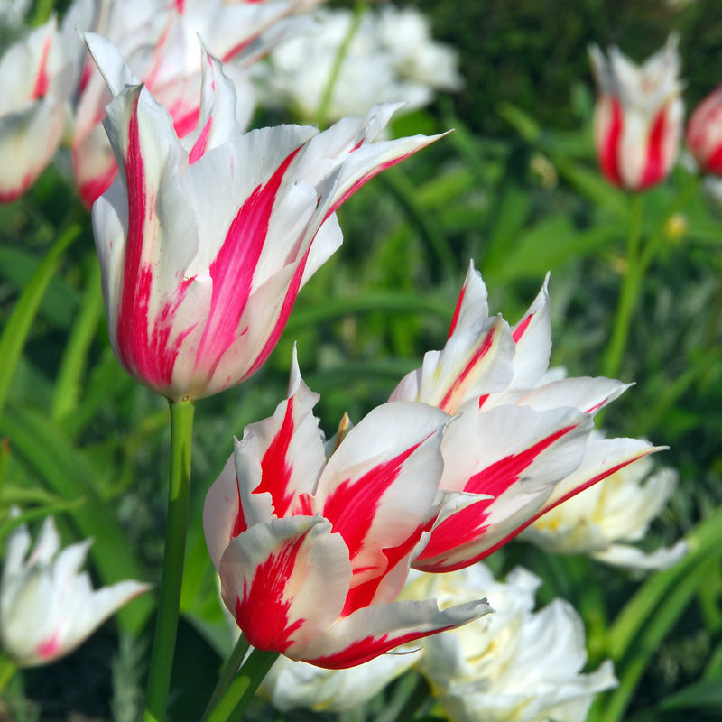 Tulip Marilyn Easy To Grow Bulbs 