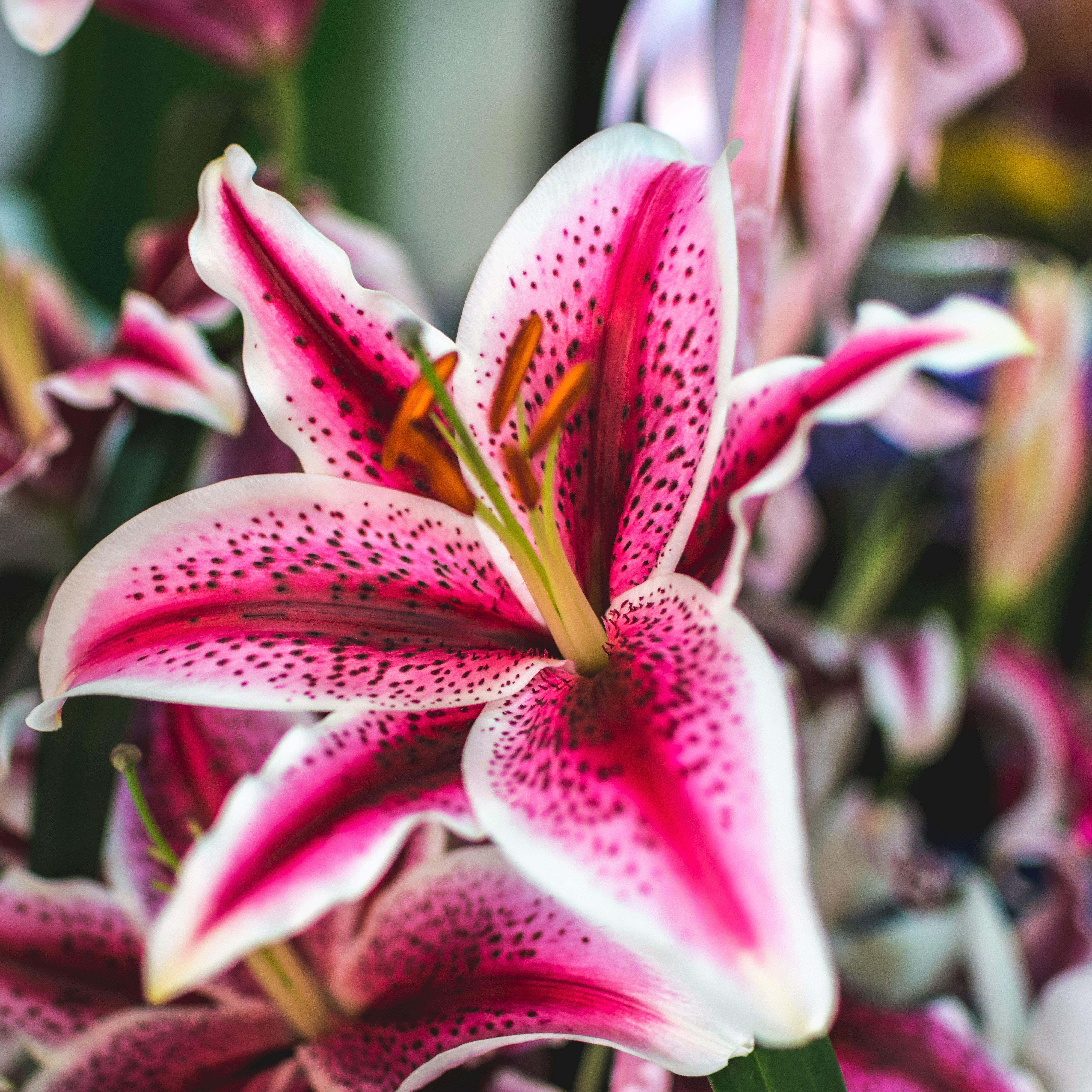 star gazer lily pictures