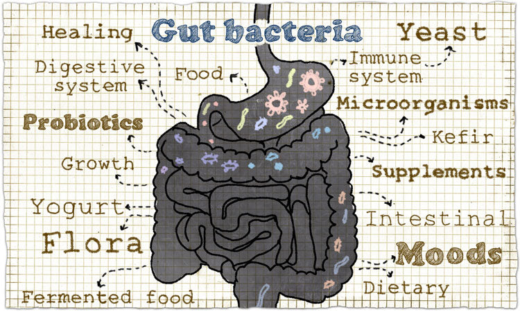 Importance of Gut Health