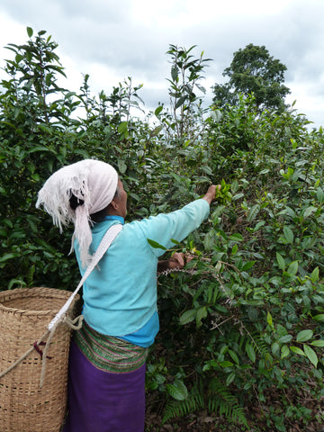 A woman picking tea leaves