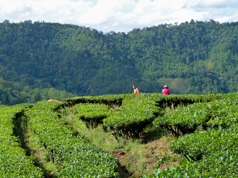 A Tea Field