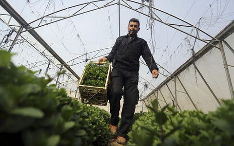 Palestine Mint Tea Farming Herb Medicinal 
