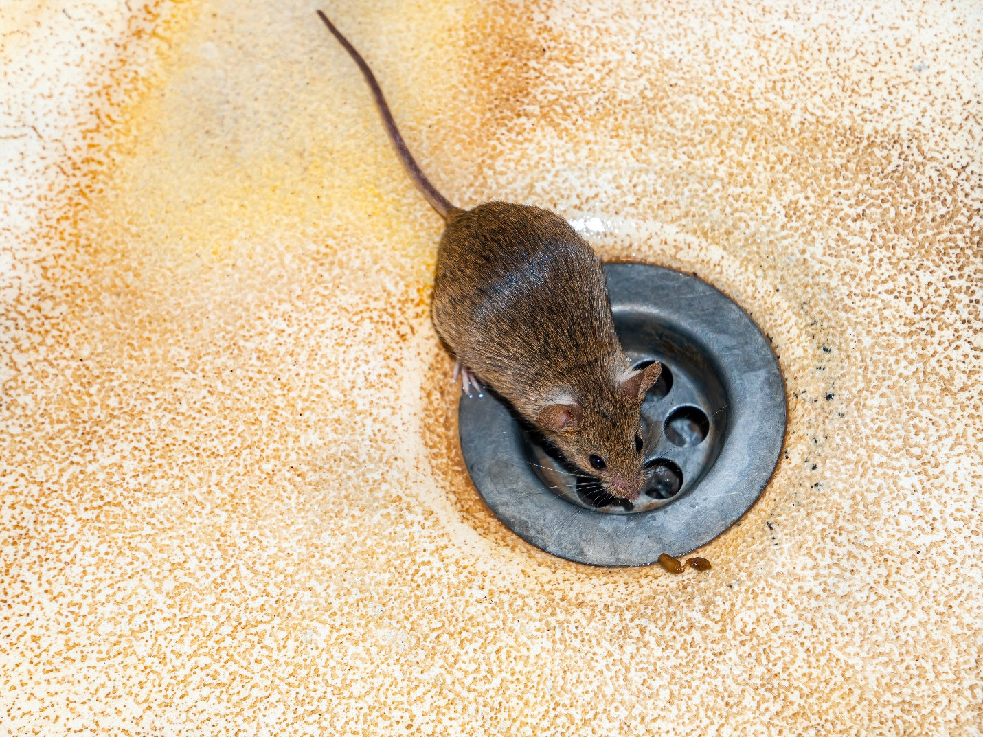 How to get rid of mice