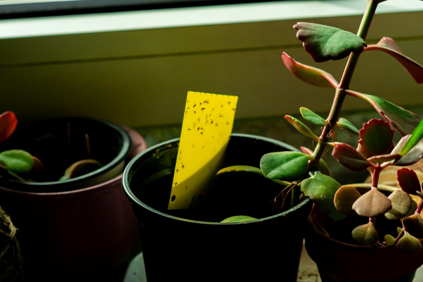Getting Rid of Fungus Gnats in Houseplants - MosquitoNix®