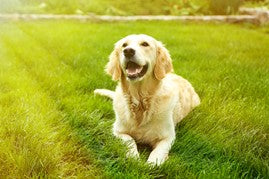 Golden retriever laying in yard