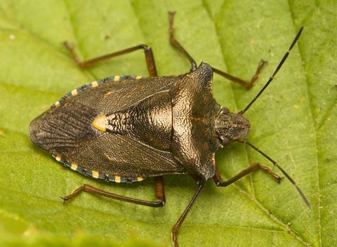 Stink bugs: Why are they in my house? How to keep them out