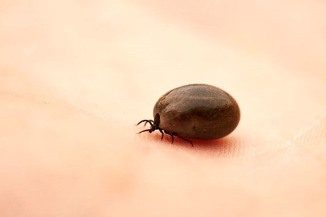 How to Remove a Tick from a Dog With Vaseline: Essential Tips