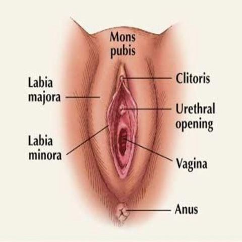 Anatomical diagram of the vulva