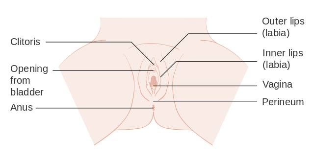 Anatomical drawing of the vulva showing the anus and perineum (source: Cancer Research UK / Wikimedia Commons)