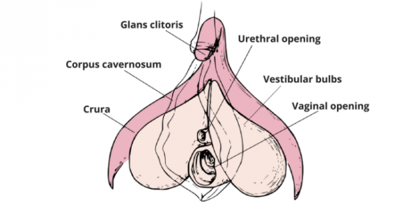 The clitoris is more than just the part you can see!