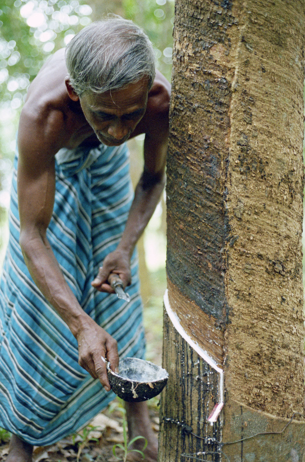A man collecting white natural rubber latex from a tree. Photo from: WikimediaCommons by Salix Oculus - Own work, CC BY-SA 4.0