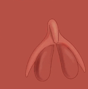 GIF showing the full clitoris below the surface of the vulva