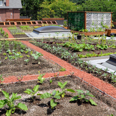 Planning an Urban Garden – Amkha Seed