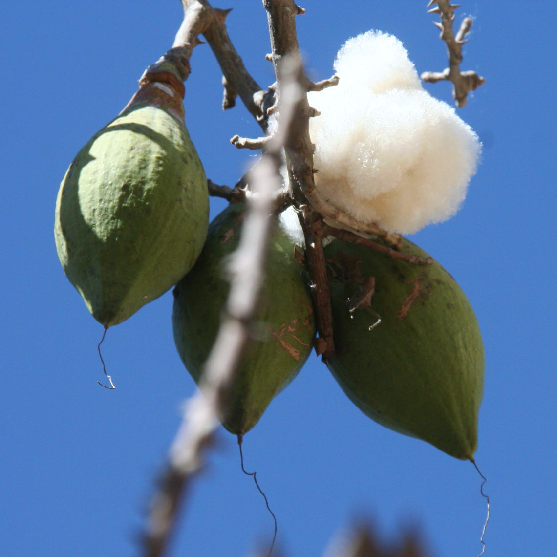 Kapok Tree Seeds Ceiba Pentandra Seeds Amkha Seed 7651