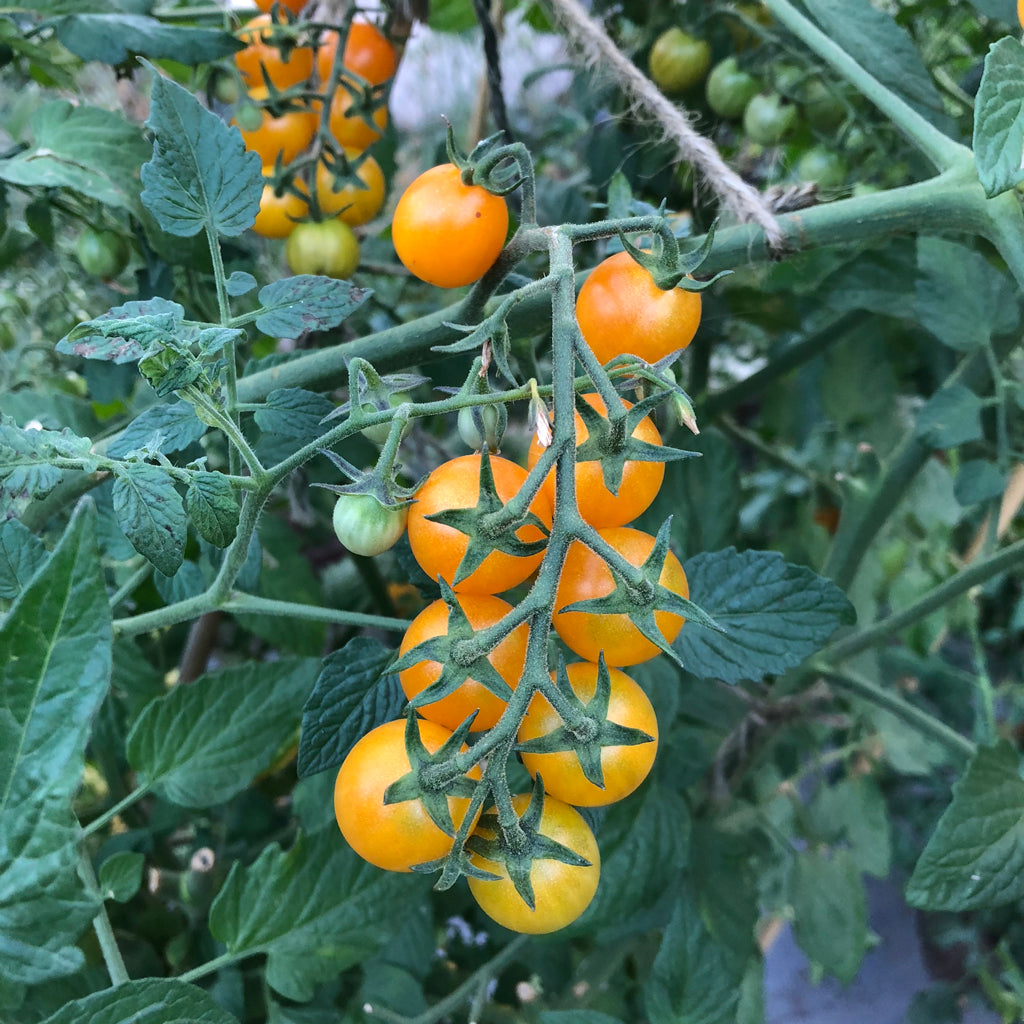 Seeds For Tomato Honeydrop Cherry Solanum Lycopersicum Amkha Seed