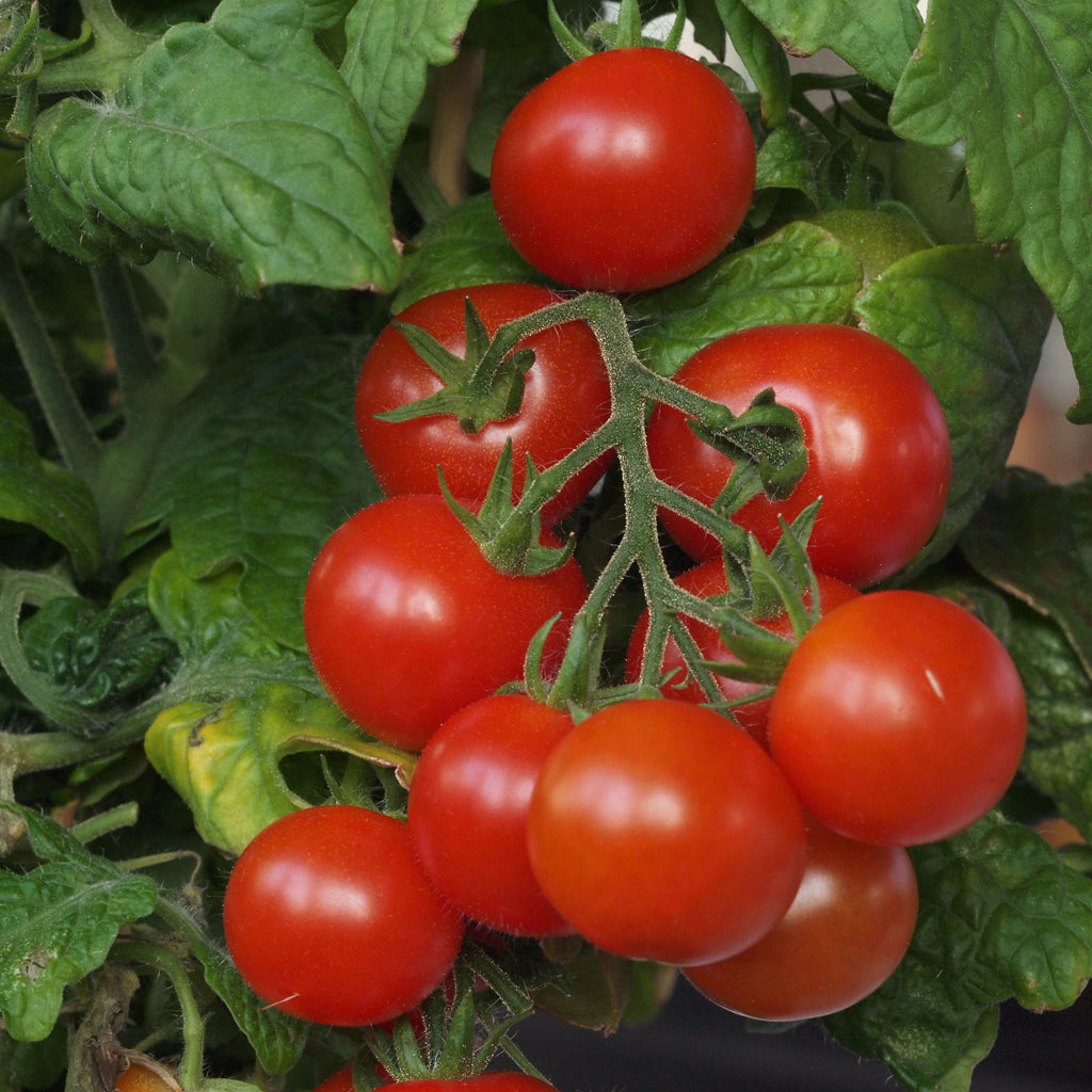 tiny tim tomato