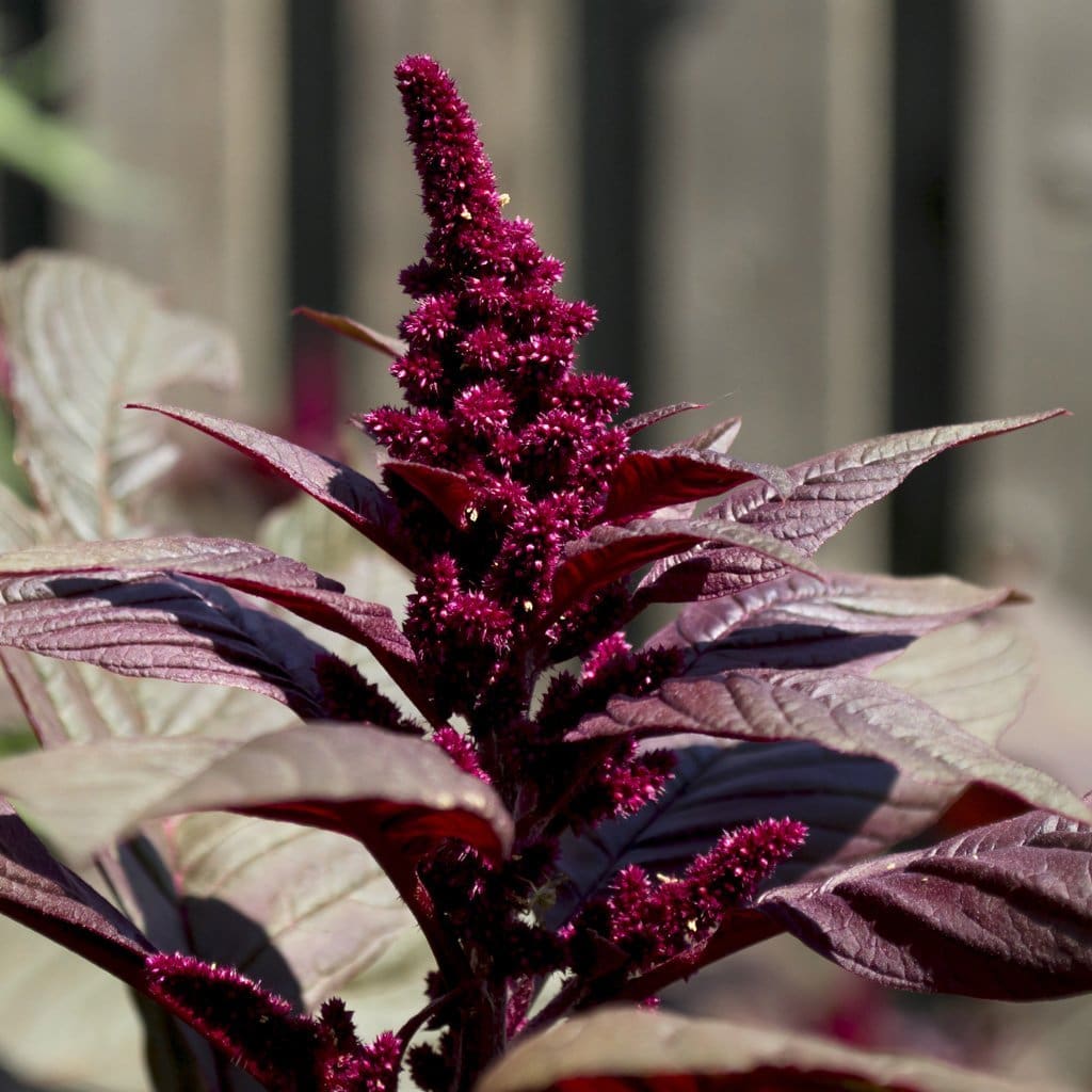 Seeds for Hopi Red Dye Amaranth | Amaranthus caudatus | Amkha Seed