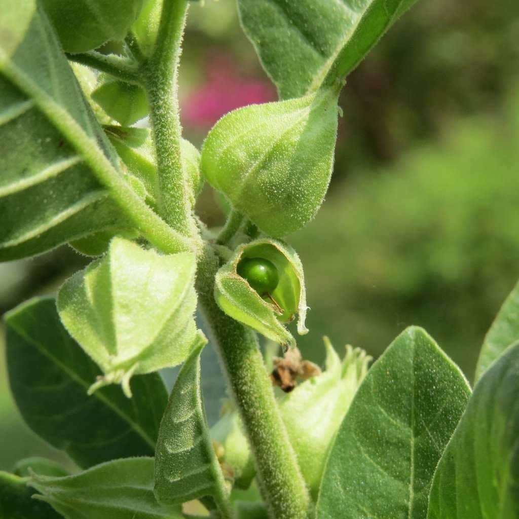 Seeds for Indian Ginseng Ashwagandha | Withania Somnifera | Amkha Seed