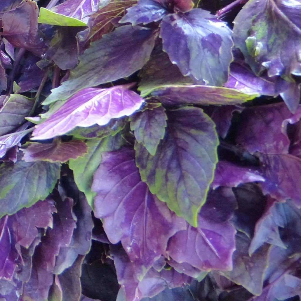 Seeds For Dark Opal Basil Ocimum Basilicum Purpurascens Amkha Seed