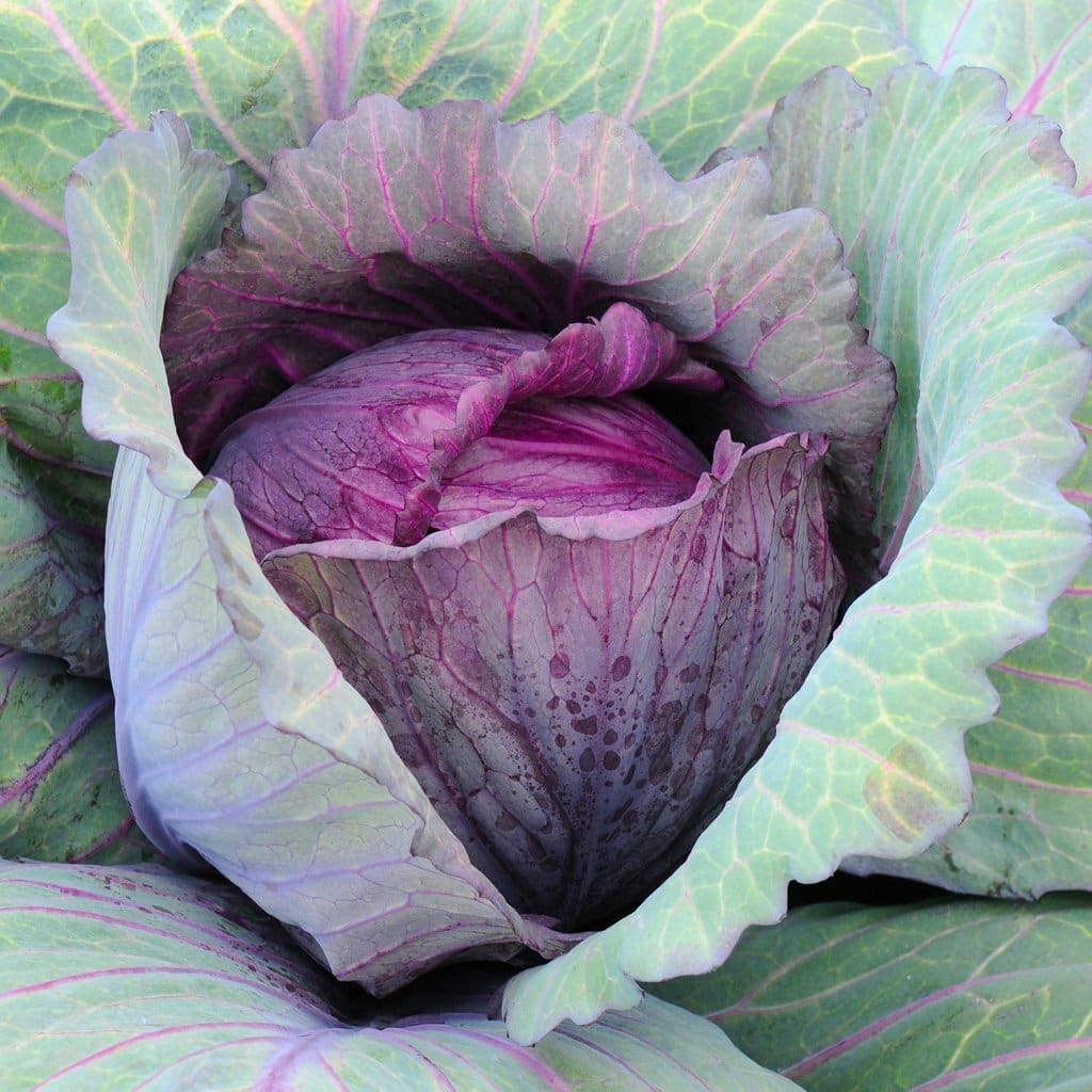 Seeds for Red Acre Cabbage | Brassica capitata | Amkha Seed