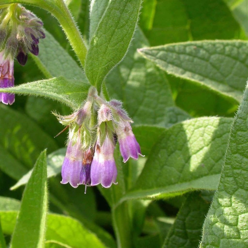 symphytum officinale