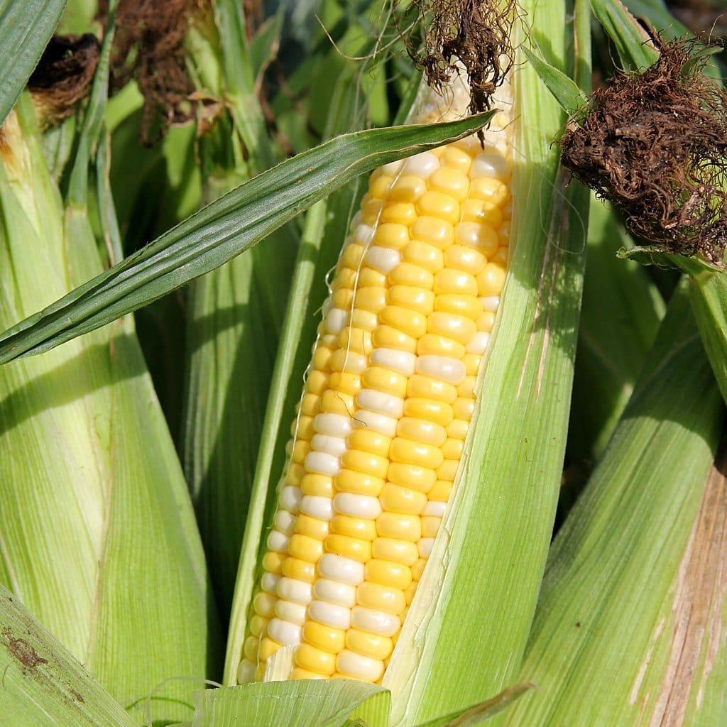 Seeds for Double Standard Sweet Corn | Zea mays | Amkha Seed