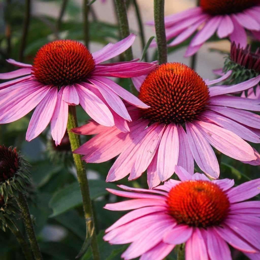 purple coneflower echinacea purpurea