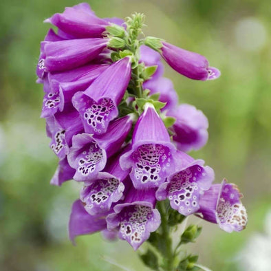 Foxglove - (Digitalis Purpurea) Seeds