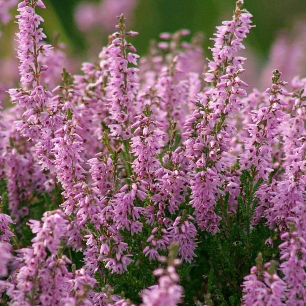 Вереск обыкновенный (Calluna vulgaris)