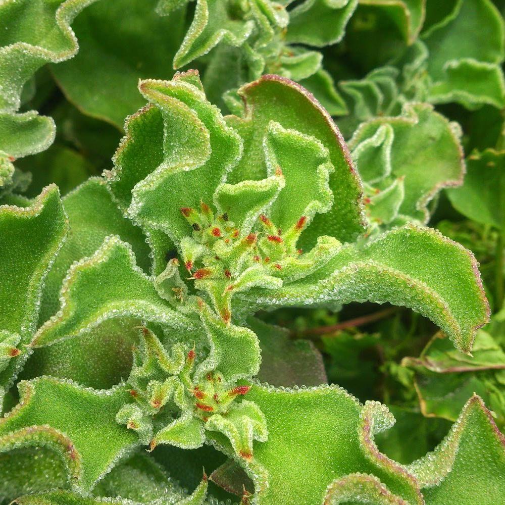 Seeds For Crystalline Common Ice Plant Mesembryanthemum Crystallinum Amkha Seed