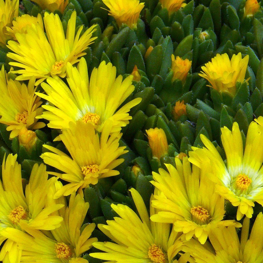 Seeds For Gold Nugget Hardy Ice Plant Delosperma Congestum Amkha Seed