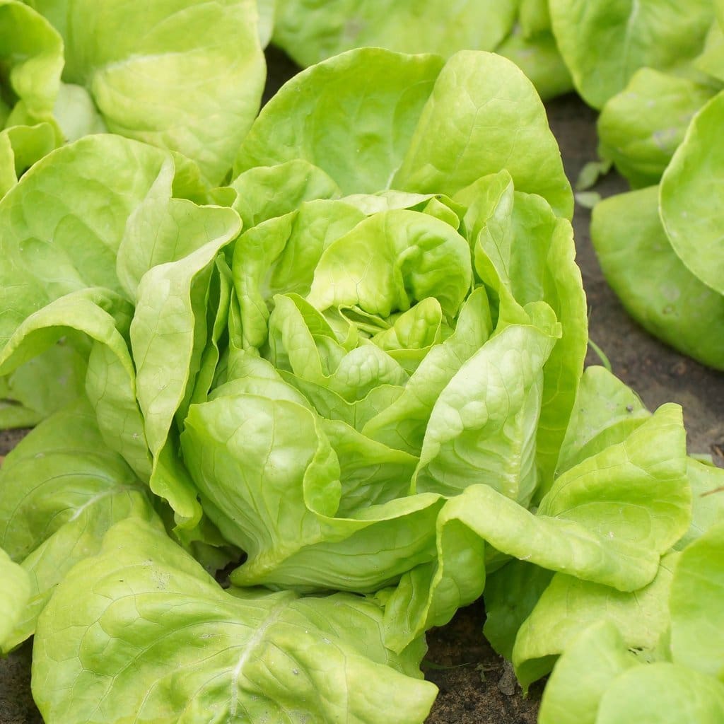 Lettuce Butterhead White Boston Lactuca Sativa Seeds Amkha Seed 941 1200x1200 ?v=1535011124