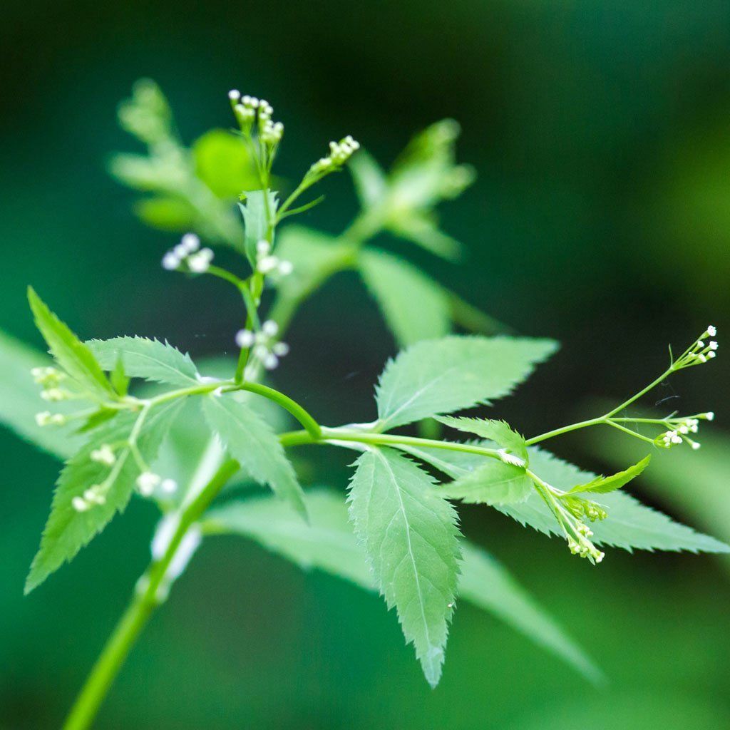 Seeds For Japanese Parsley Mitsuba Cryptotaenia Japonica Amkha Seed