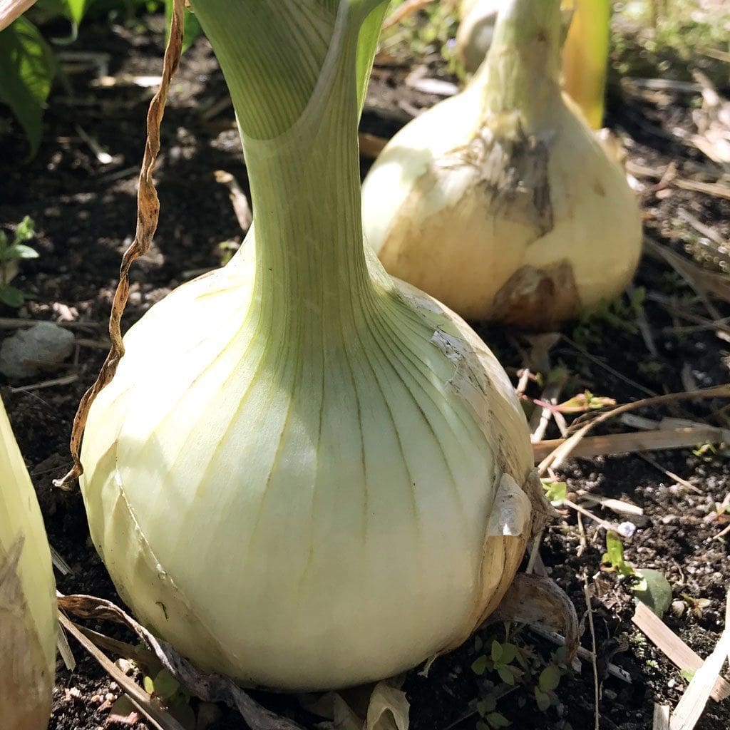 Seeds for Sweet Spanish White Onion | Allium cepa | Amkha Seed