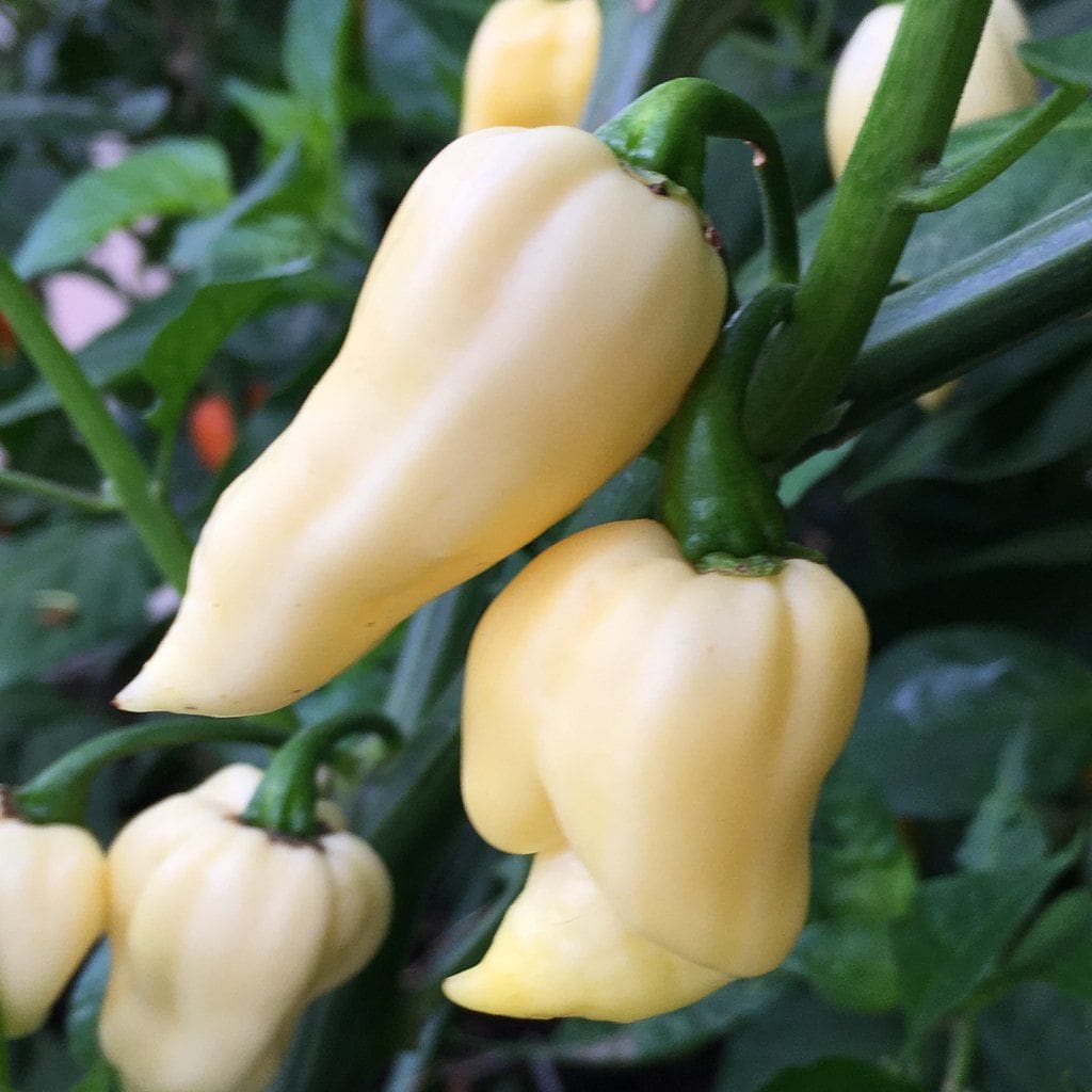 Pepper Hot Bhut Jolokiaghost Pepper White Capsicum Chinense Amkha Seed