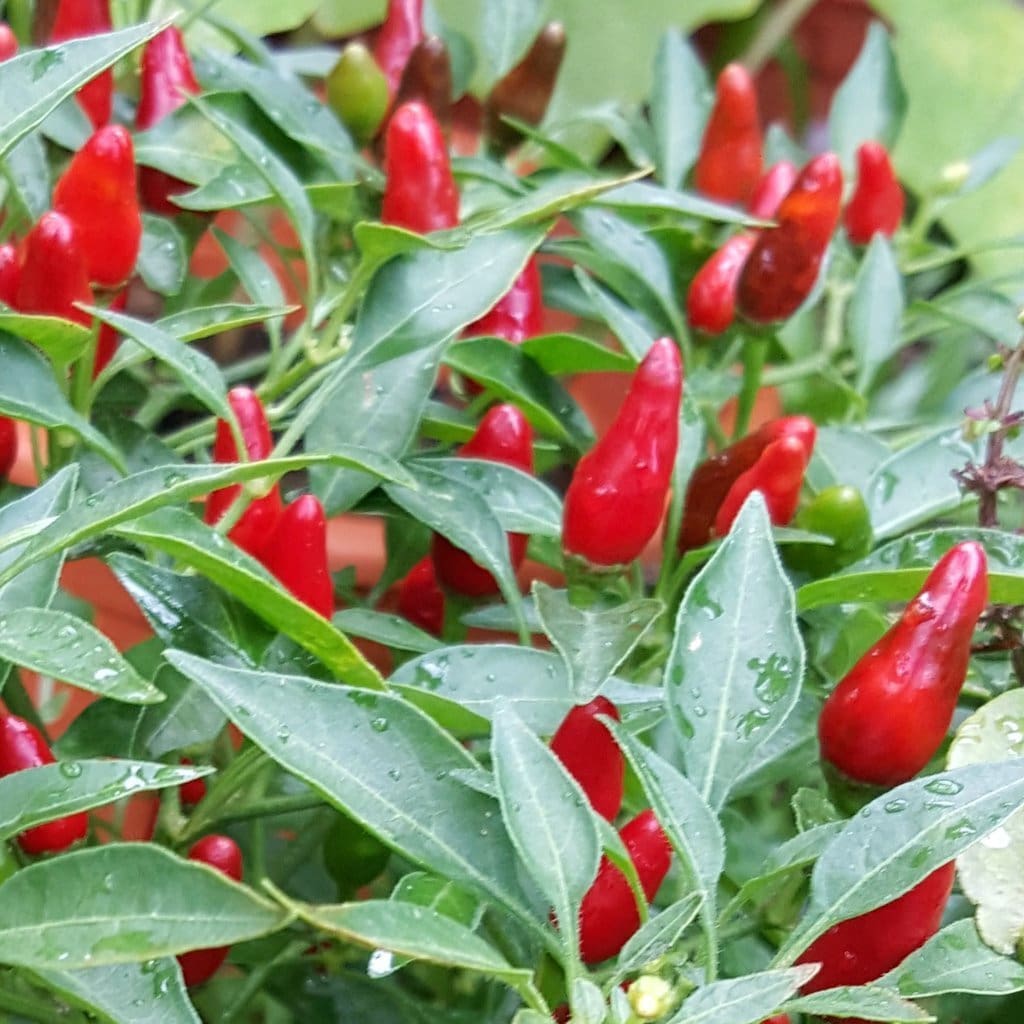 Capsicum frutescens ‘Kambuzi’